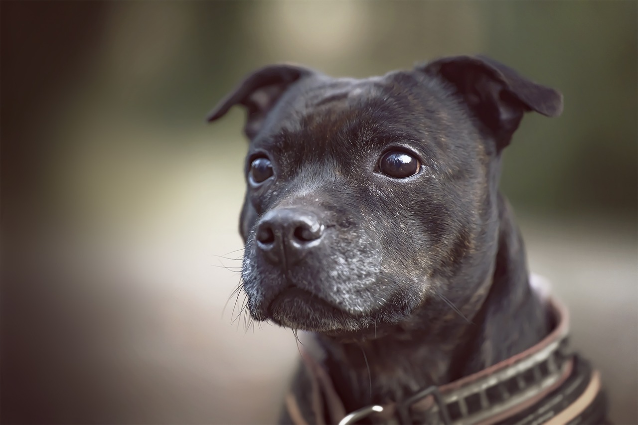 The Personality Traits of the Staffordshire Bull Terrier